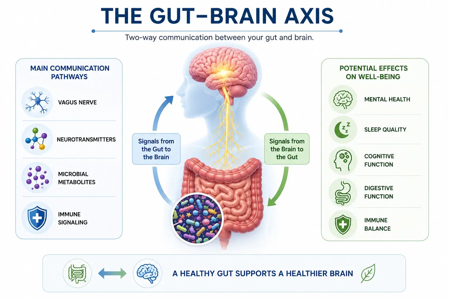 Medical illustration of the gut-brain axis showing two-way communication between the gut microbiome and brain through neural, microbial, and immune signaling pathways