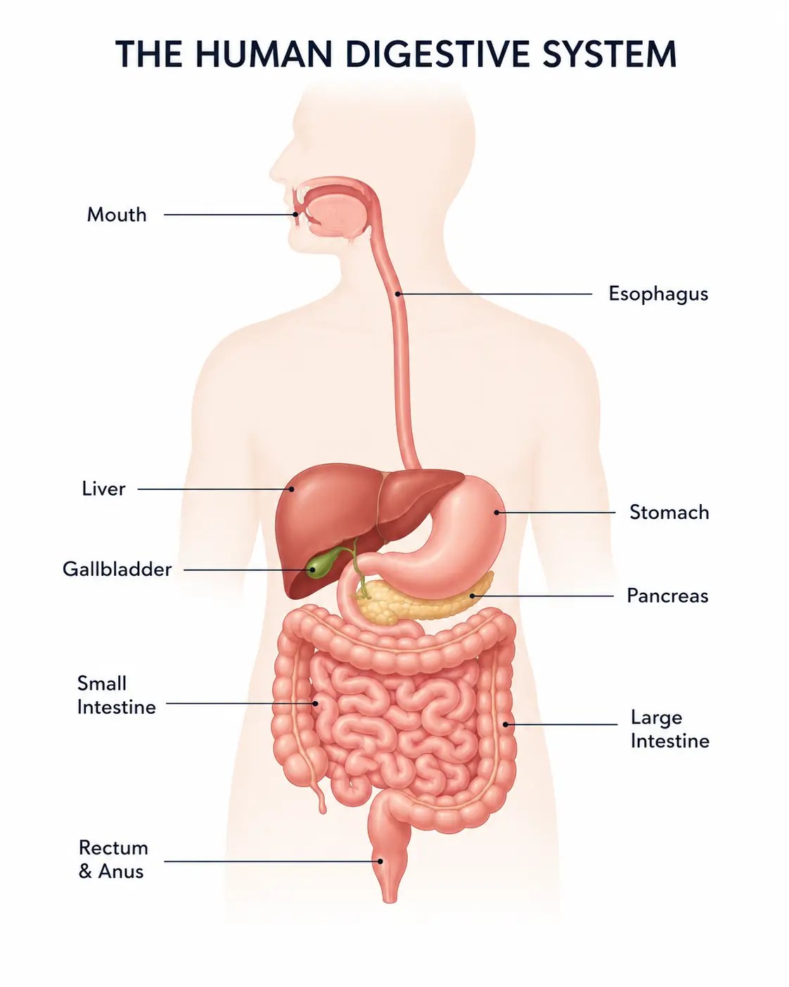 Illustration of the human digestive system showing the mouth, esophagus, stomach, liver, gallbladder, pancreas, small intestine, and large intestine