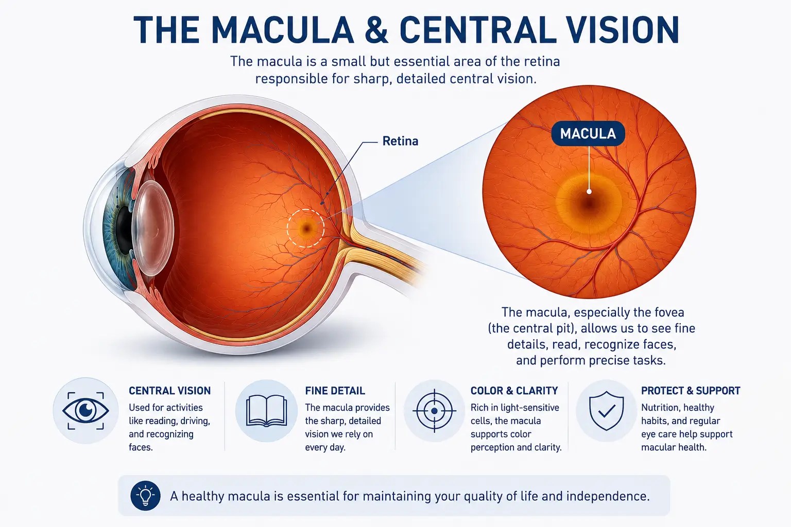 Eye anatomy illustration highlighting the macula and its role in central vision