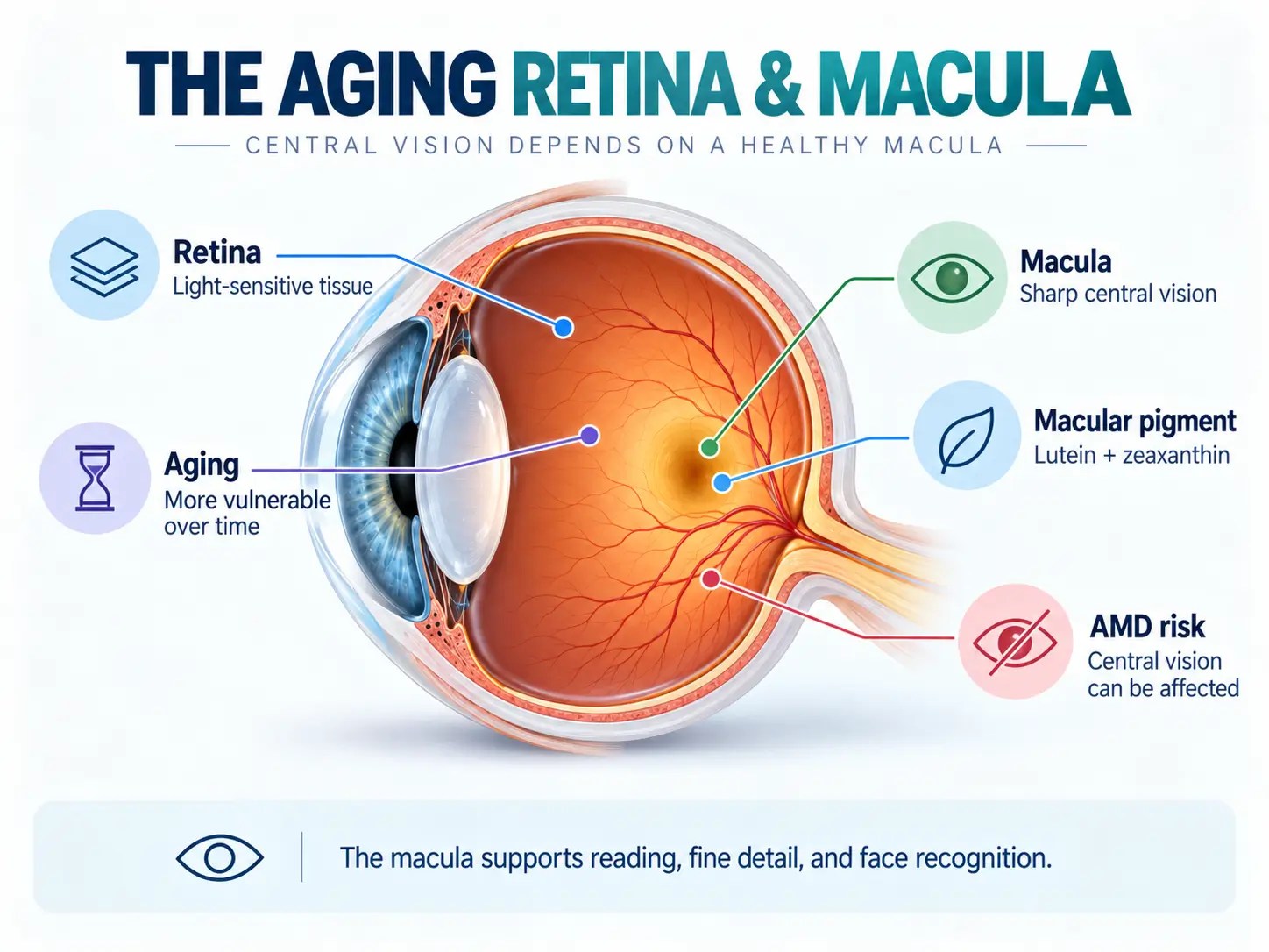Infographic of the retina and macula showing central vision, macular pigment, and age-related changes that can affect retinal health