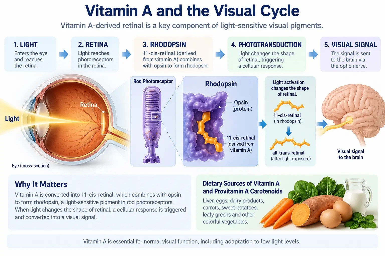 Diagram illustrating the role of vitamin A-derived retinal in rhodopsin and the visual cycle