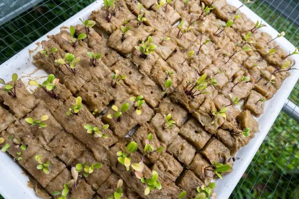 Erros Comuns em Hortas Hidropônicas