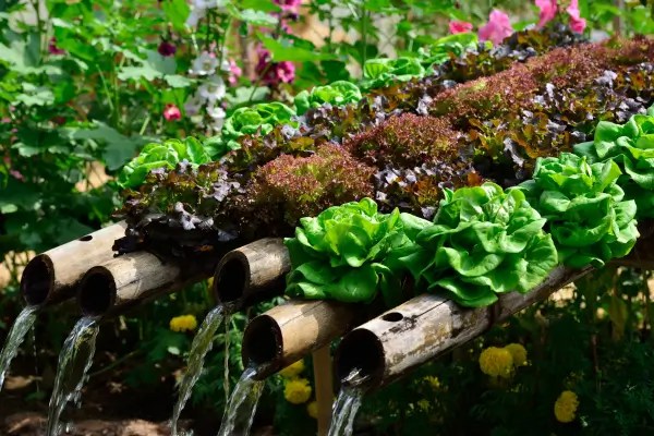 Circulação de Nutrientes em Hidroponia