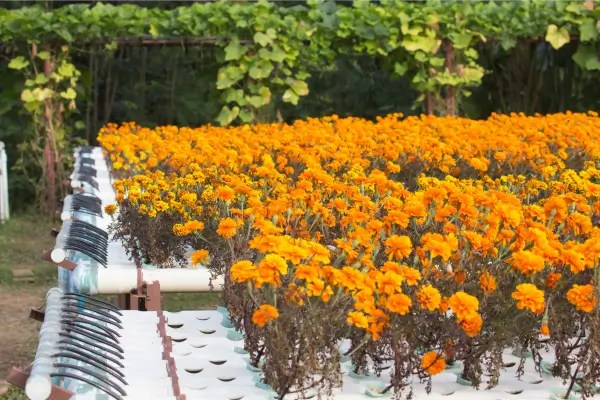 Flores Silvestres Nativas Hidropônicas