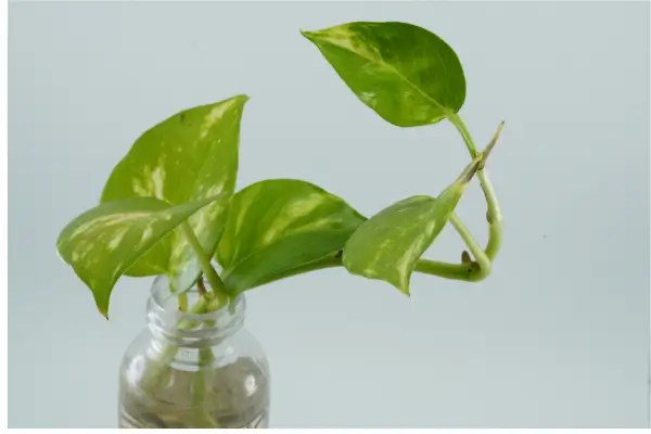 Jardim Hidropônico Eco-friendly