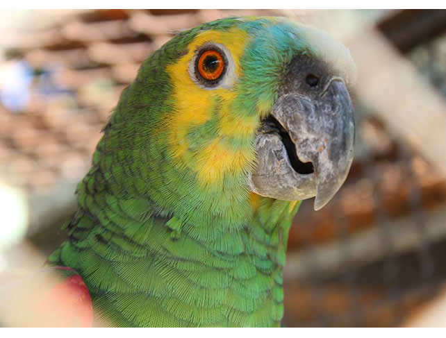 Programa Município Verde Azul