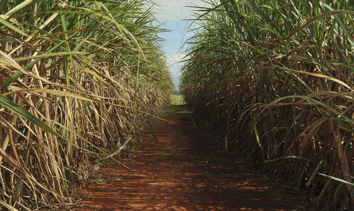 variedades de cana-de-açúcar,cana-de-açúcar