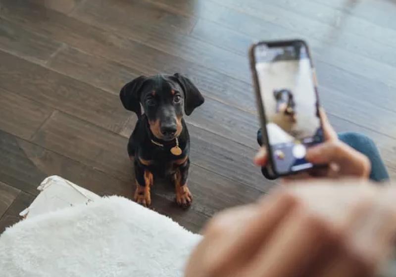 app pupz