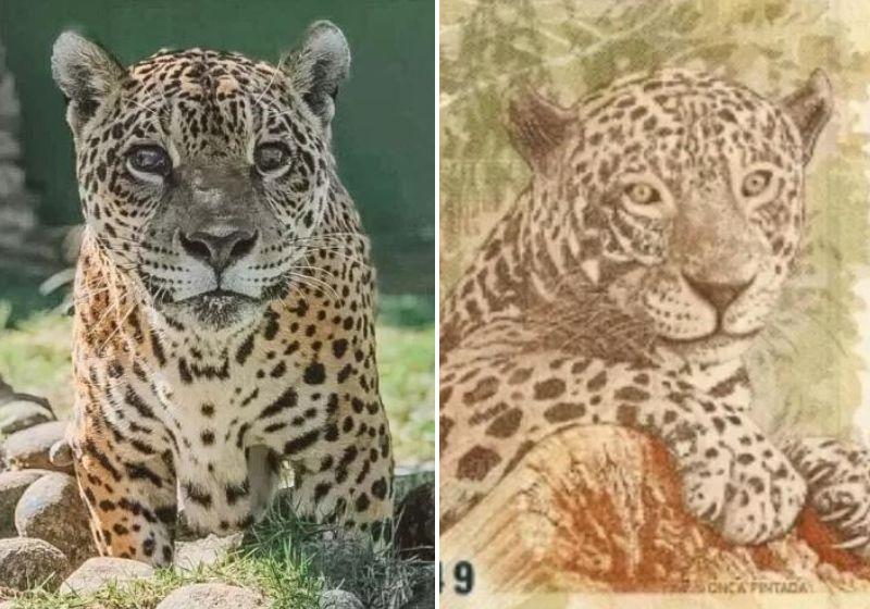 onça pintada