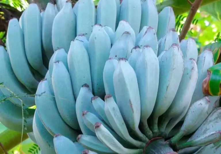 banana azul