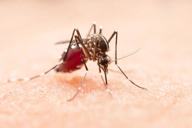 mosquito denguefree
