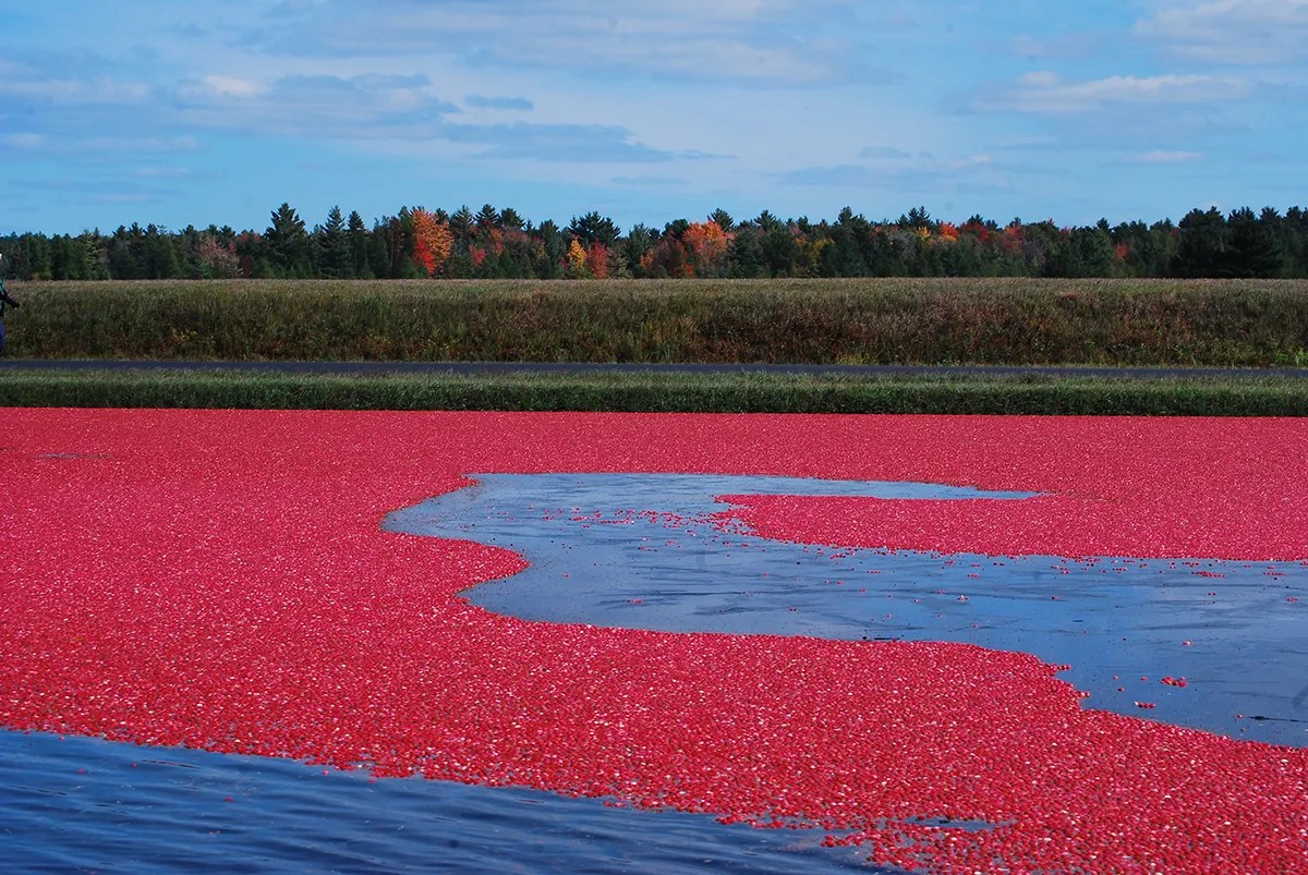 Cranberry Bog