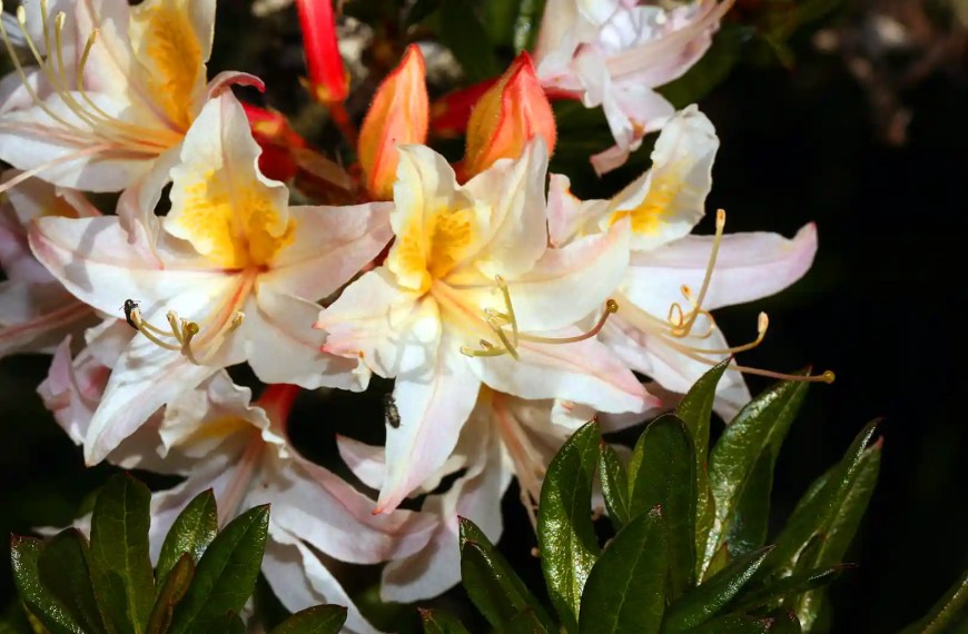 Azalea State Natural Reserve