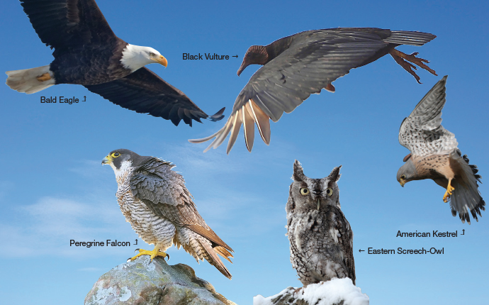 Raptors take flight in the gunks