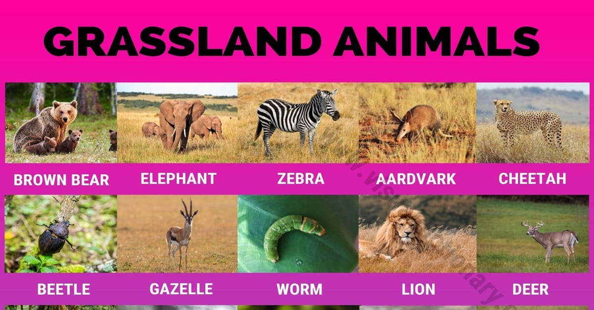 Grassland animals