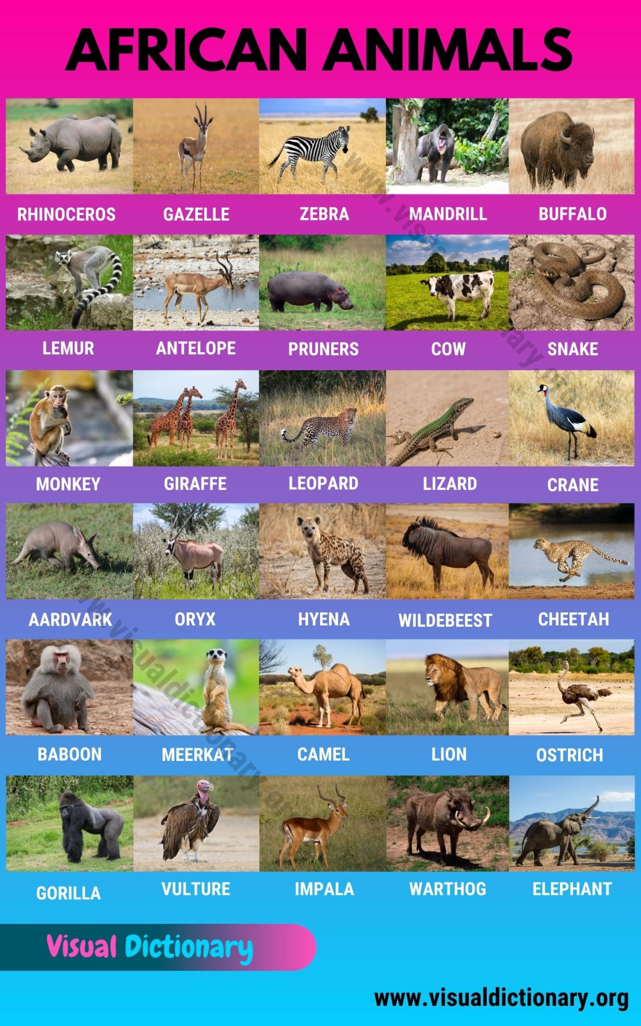 Animals: 1000+ animal names
