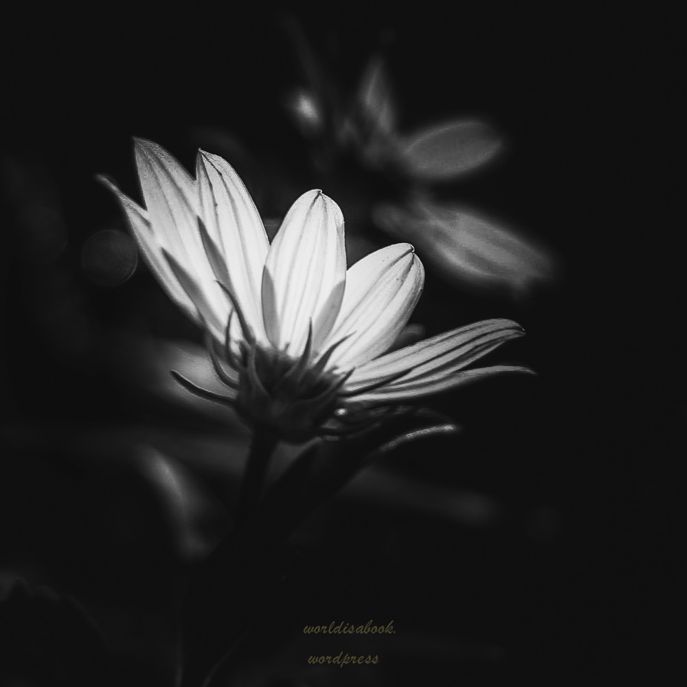 (After) Amy, The World Is a Book