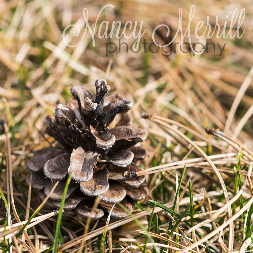 (After) Nancy Merrill, nancy merrill photography