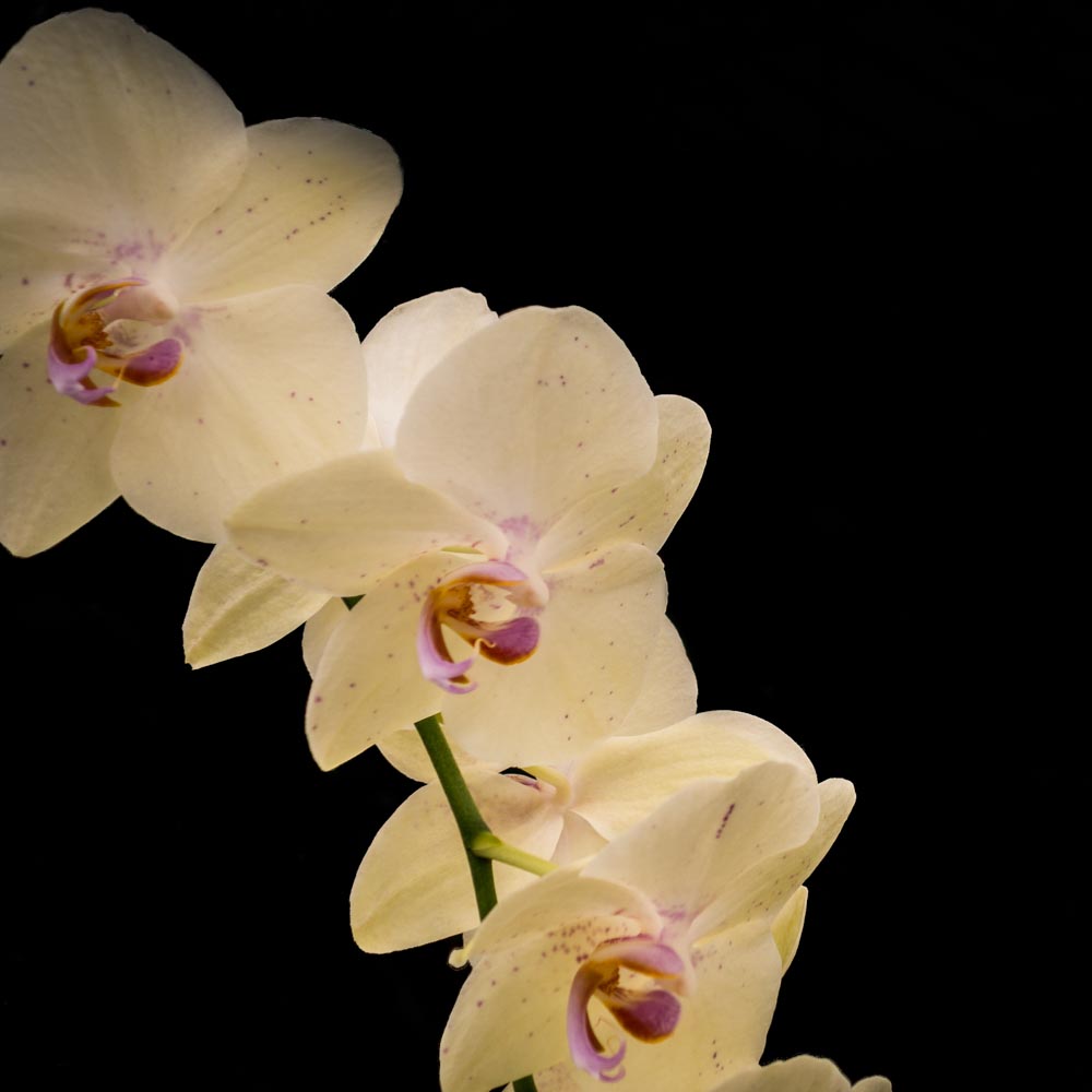 (After) Klara, Sliku svoju ljubim II