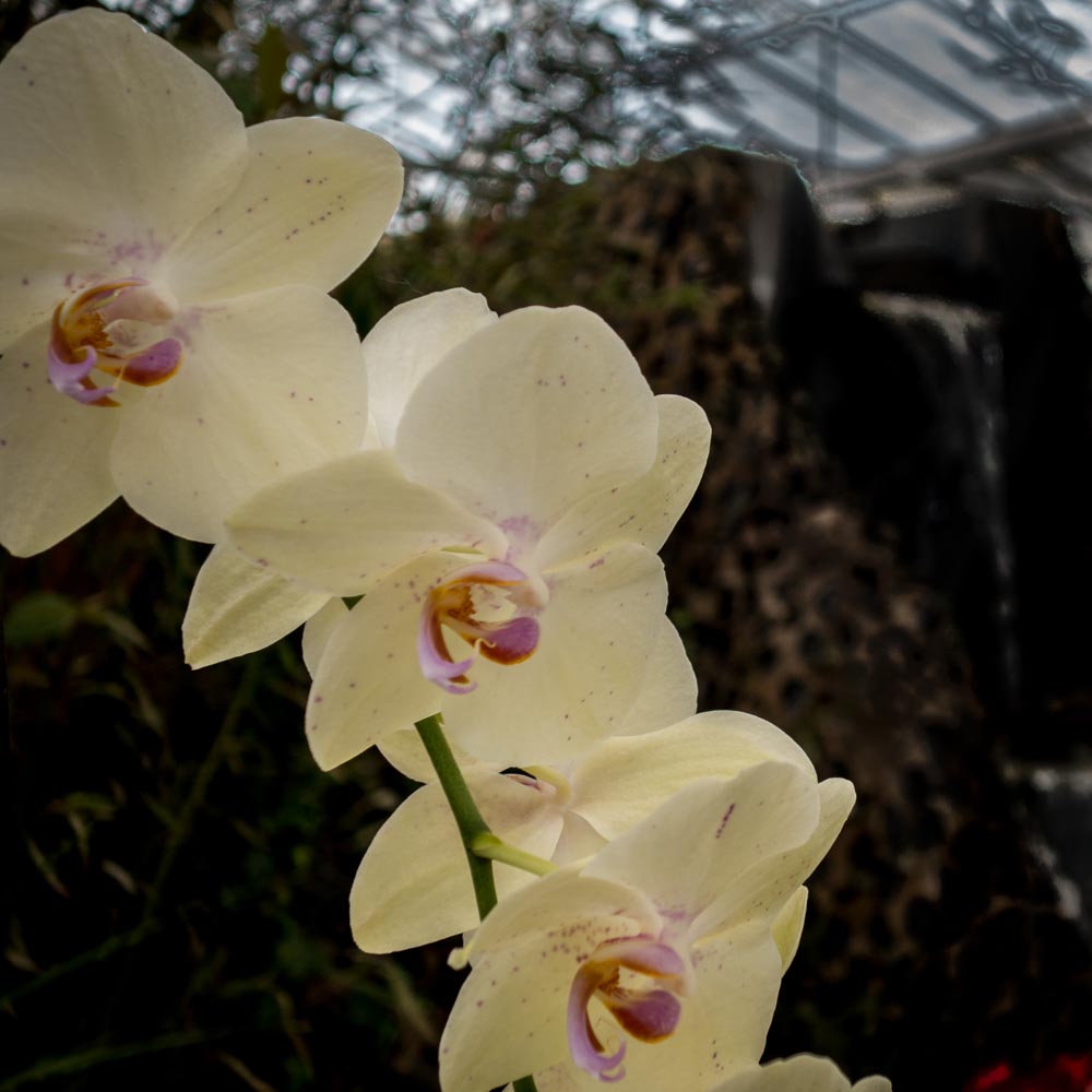 Klara, Sliku svoju ljubim II