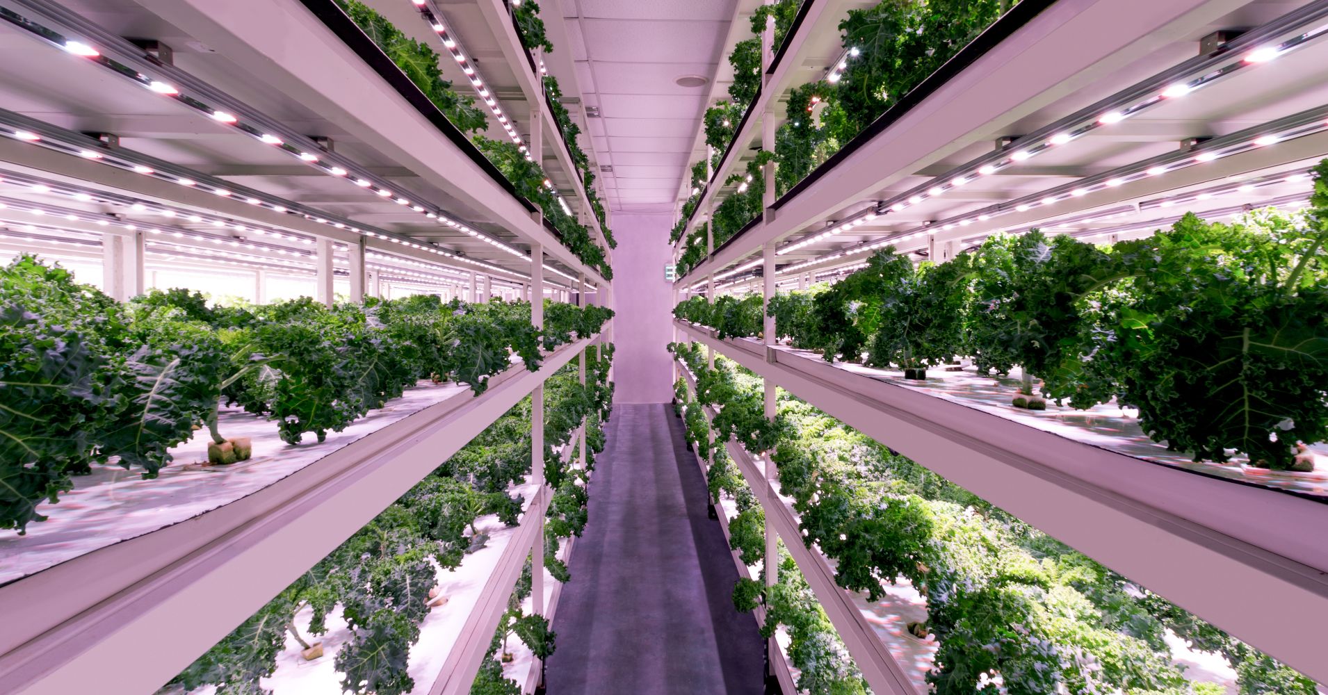 5 benefits of cea (controlled environment agriculture)