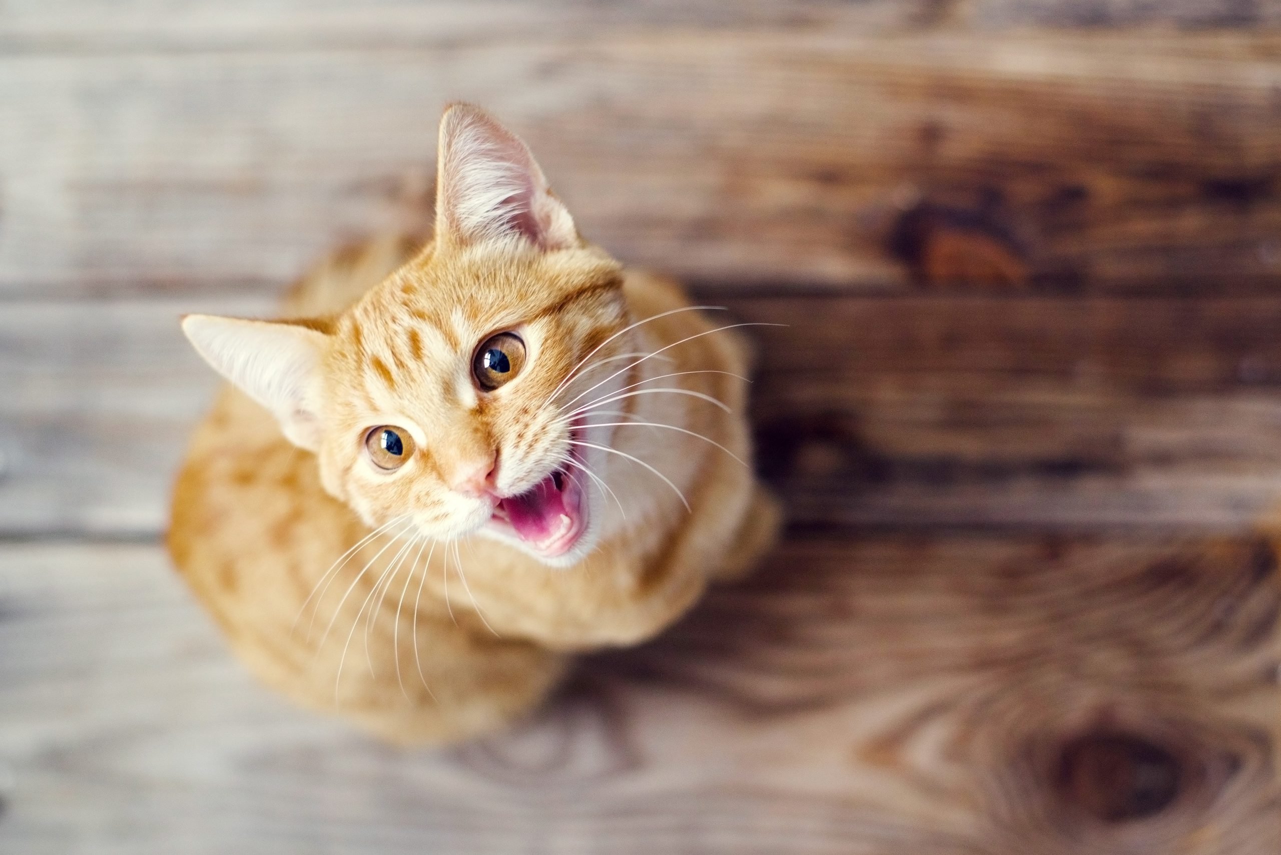 Why is My Cat Meowing So Much? Vitality Science