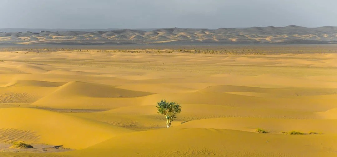 A lone tree stands amid yellow sand dunes stretching to the horizon under a clear sky.