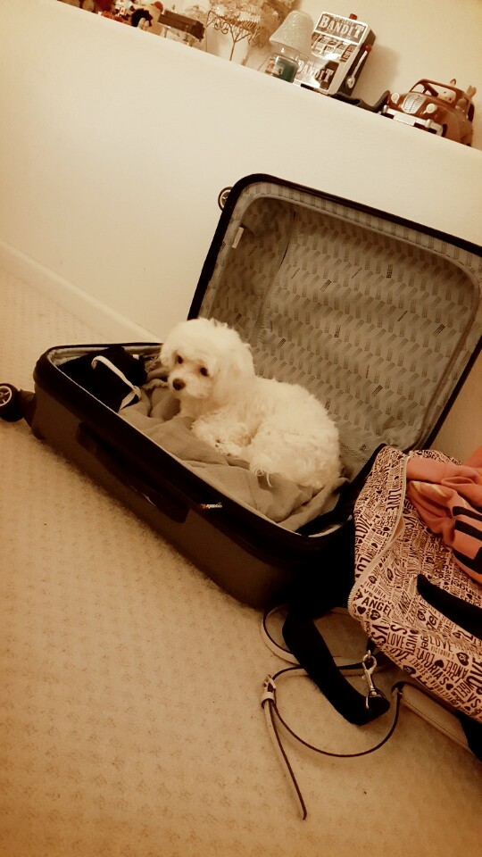 My dog is just too cute