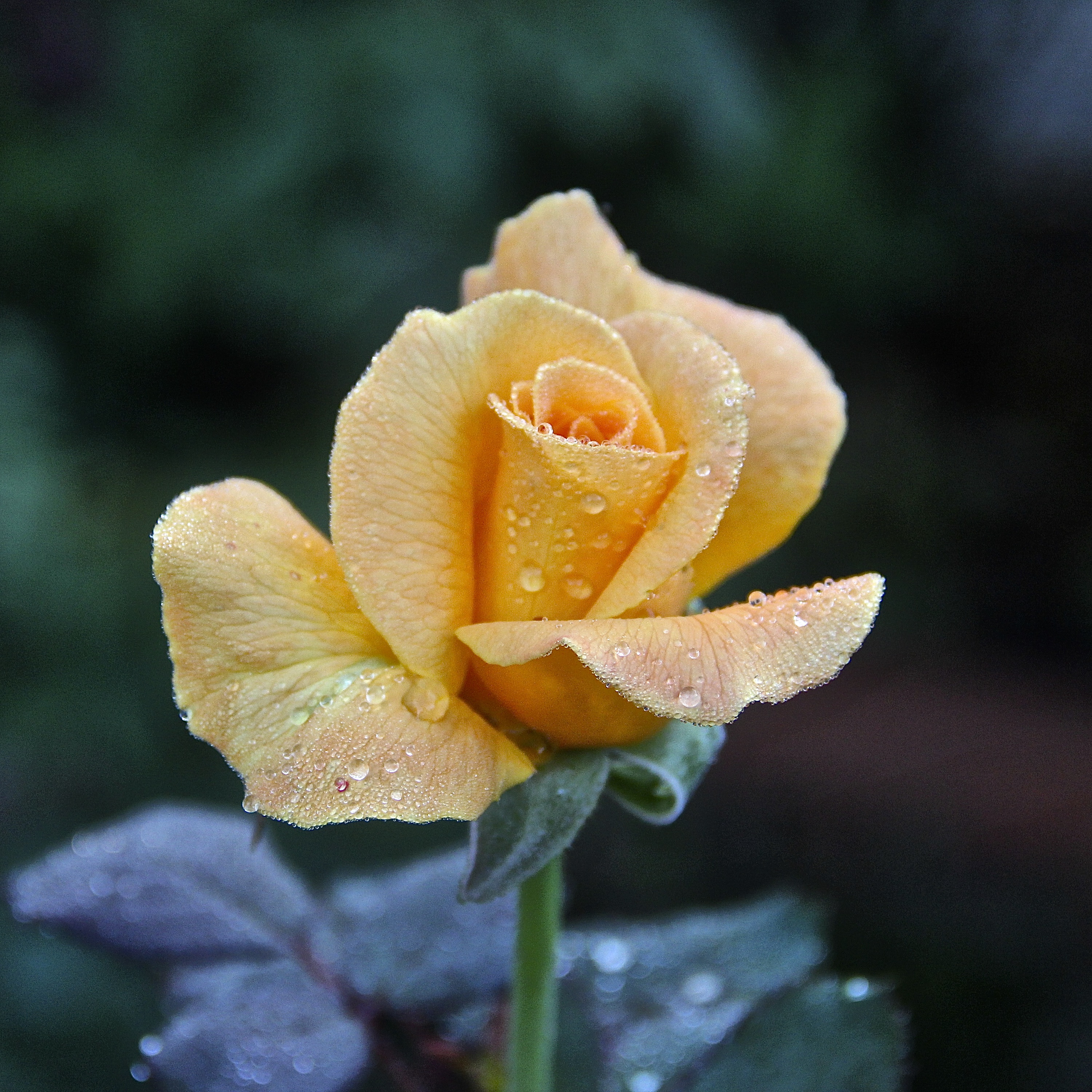 The Manor House flower Garden