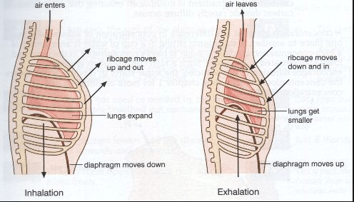 What is the difference between inhalation and exhalation?