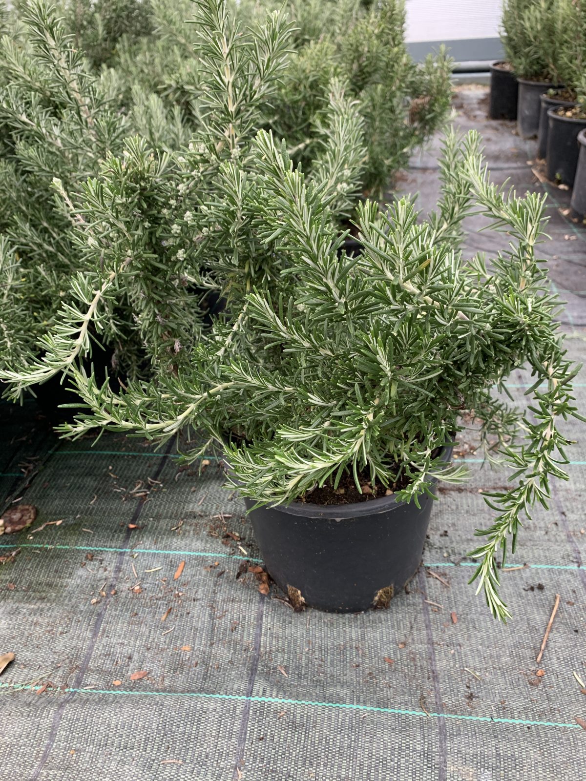 Rosmarinus officinalis prostratus