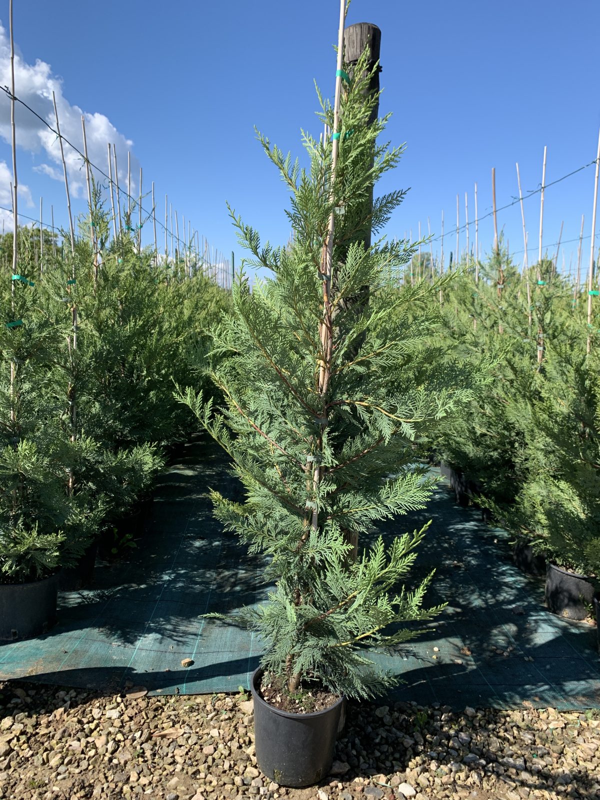 Cupressocyparis leylandii