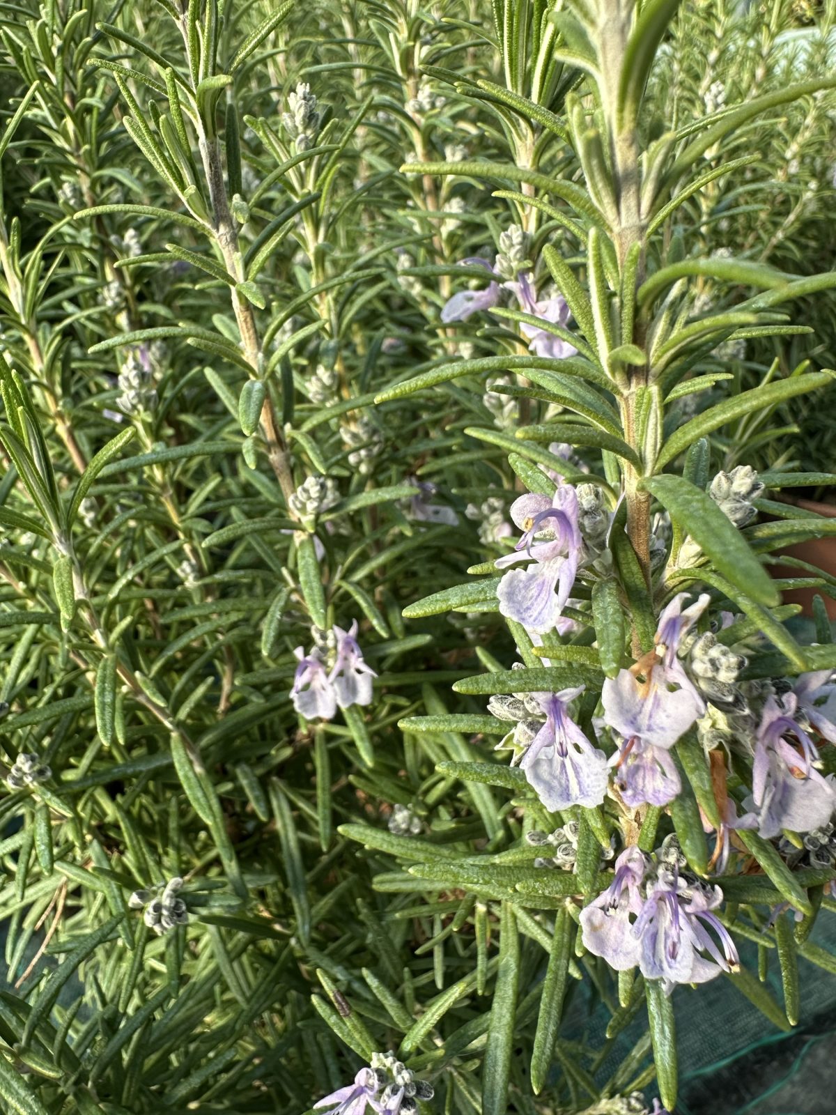 Rosmarinus Officinalis