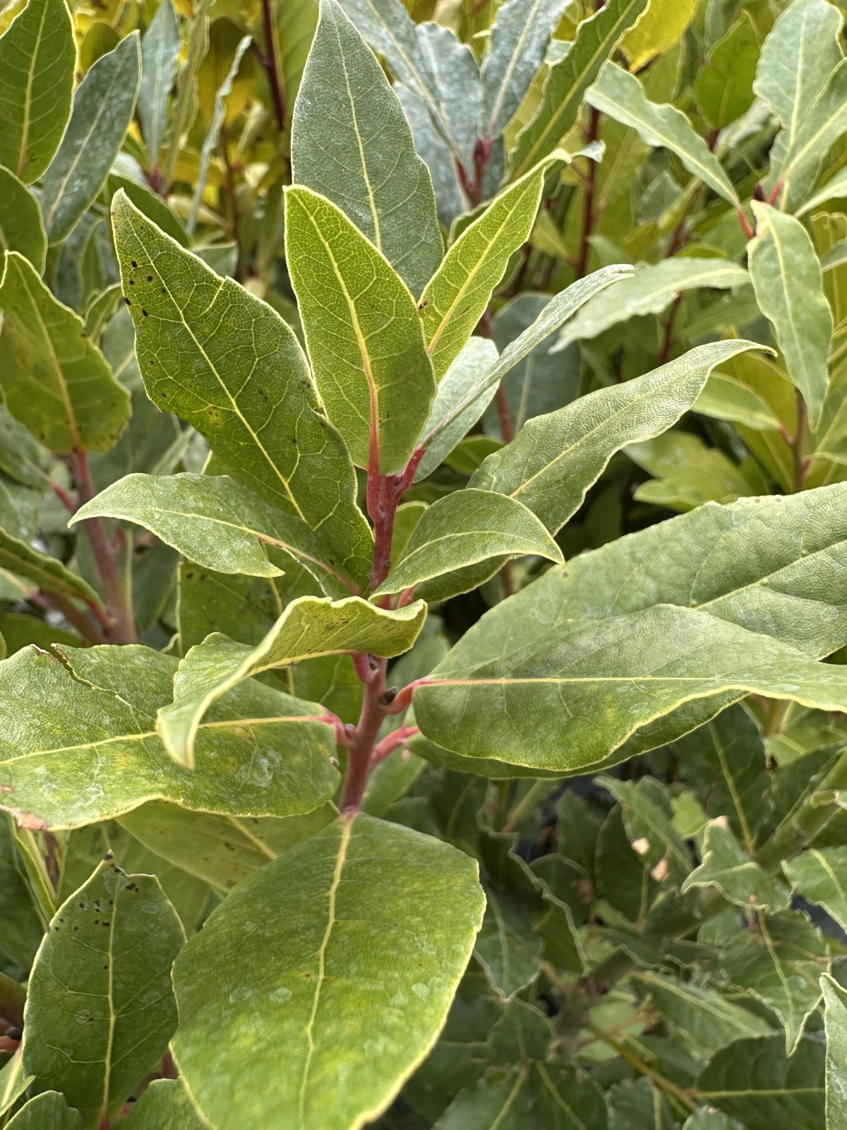 Laurus Nobilis