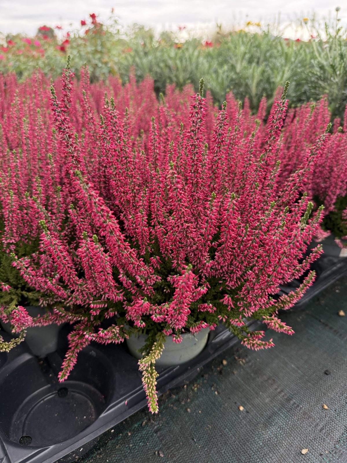 Calluna Vulgaris