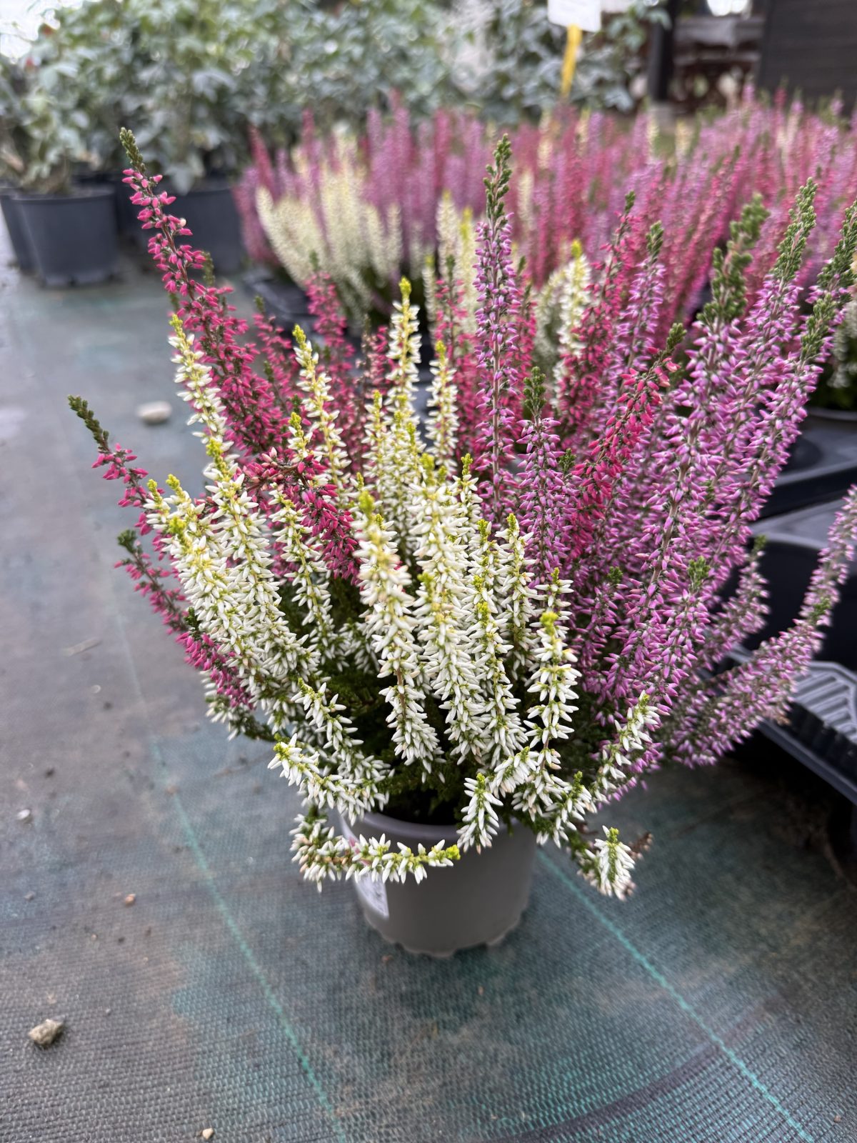 Calluna Vulgaris var. Tris