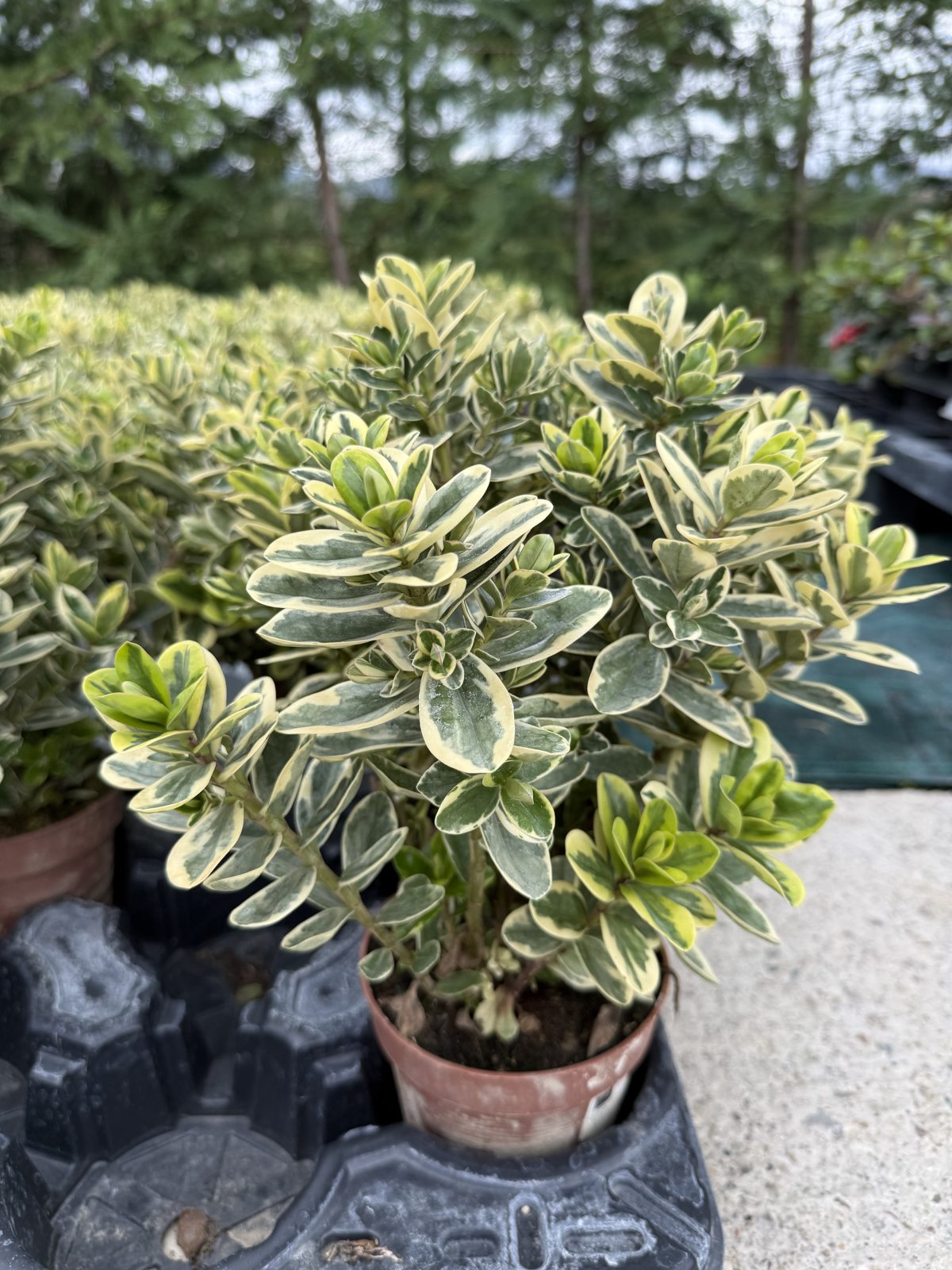 Veronica Variegata