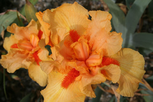 http://vivamost.com/cms/images/orange-iris1.jpg