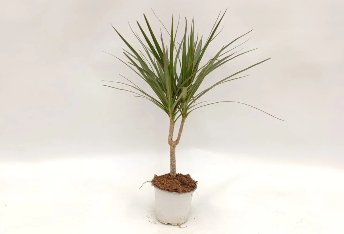 Dracaena Marginata I – Maceta 14 cm / 15 / 1 TRONCOS