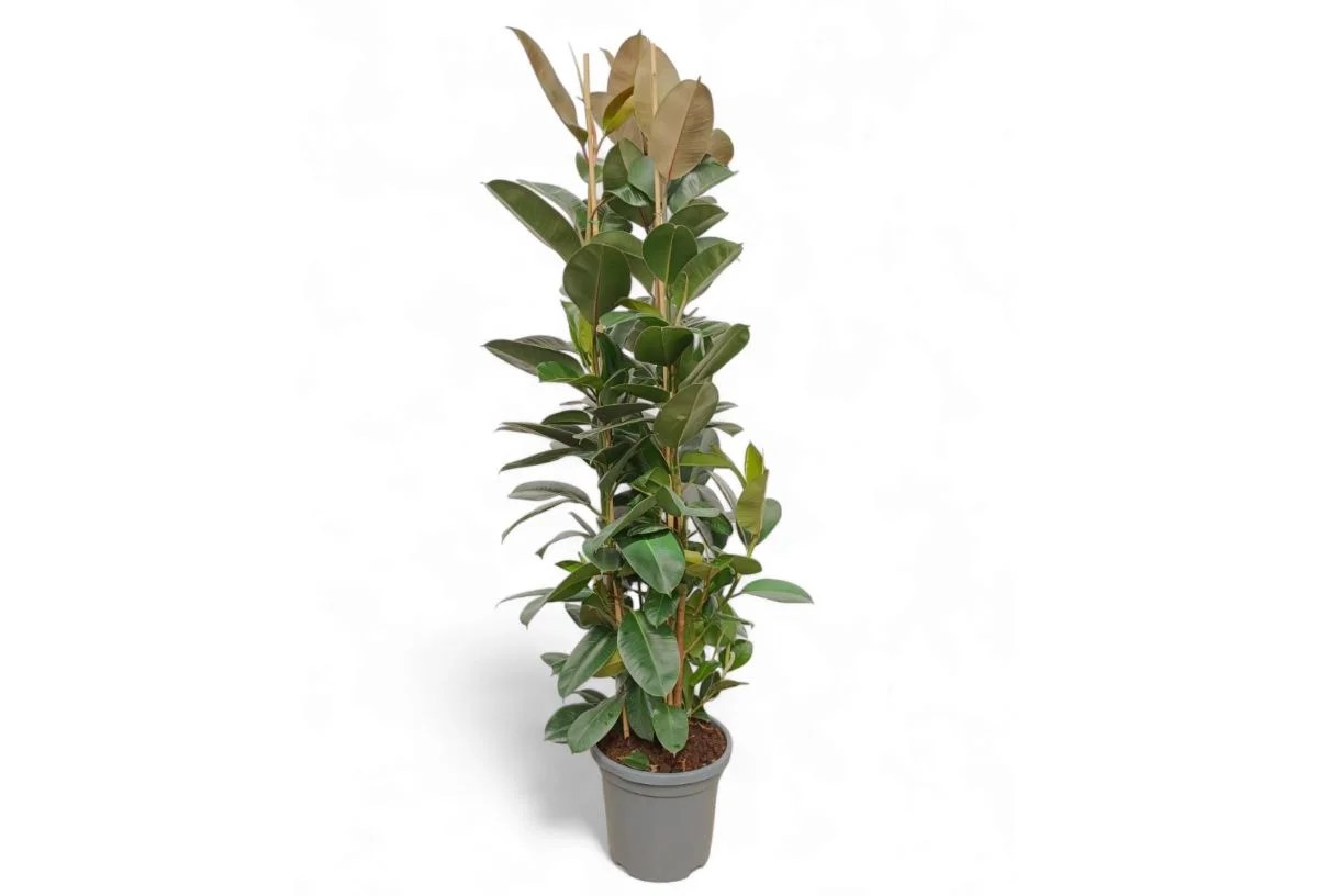 Ficus Robusta Iii – Maceta 40 cm / 210 cm