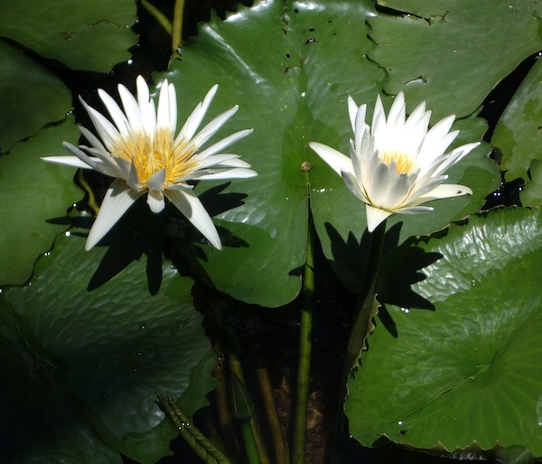La fortuna in amore