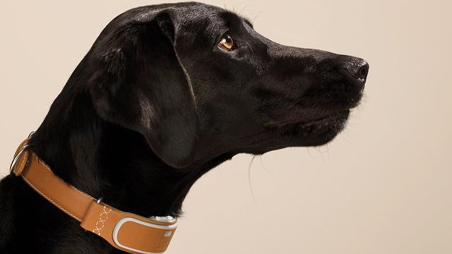 dog track collar