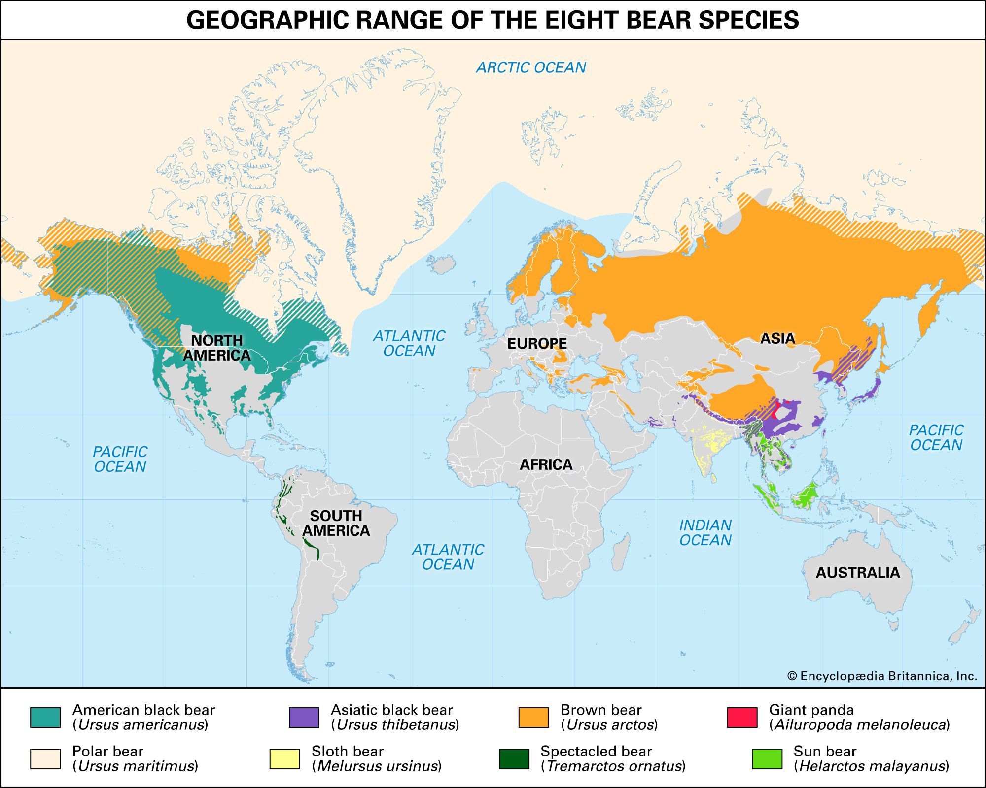Polar Bear Numbers 2024 Map Aleta Updates2019 Bears 1 