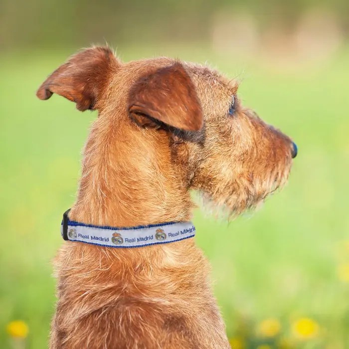 Collar con diseño del Real Madrid para perros
