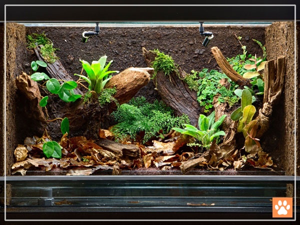  Crapelles Frogs Glass Terrarium Feeding Kit Tank Waterproof For Reptile Amphibians Insect Horned Frogs Waterweed Prairie Style Habitat With Green Artificial Turf Pad Natural Volcanic Rock Pet Supplies Distilled water vinegar microfibre sponge and paper towel are all very good at cleaning a frog tank too.