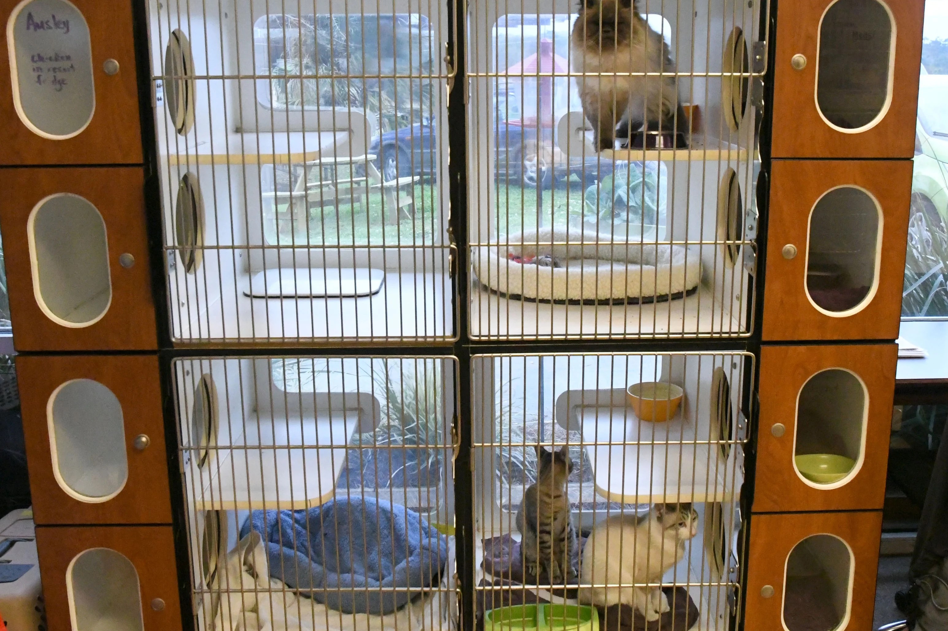 Southwood animal hospital pet resort