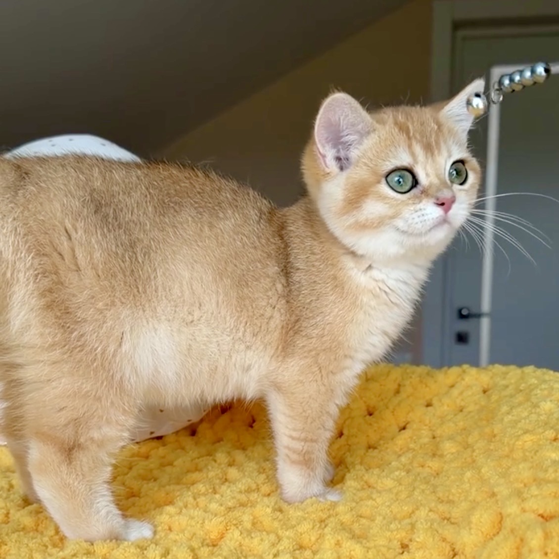 Vlastar Lux TRISHA - VLASTAR LUX CATTERY
