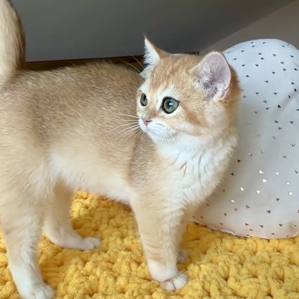 Vlastar Lux TRISHA - VLASTAR LUX CATTERY