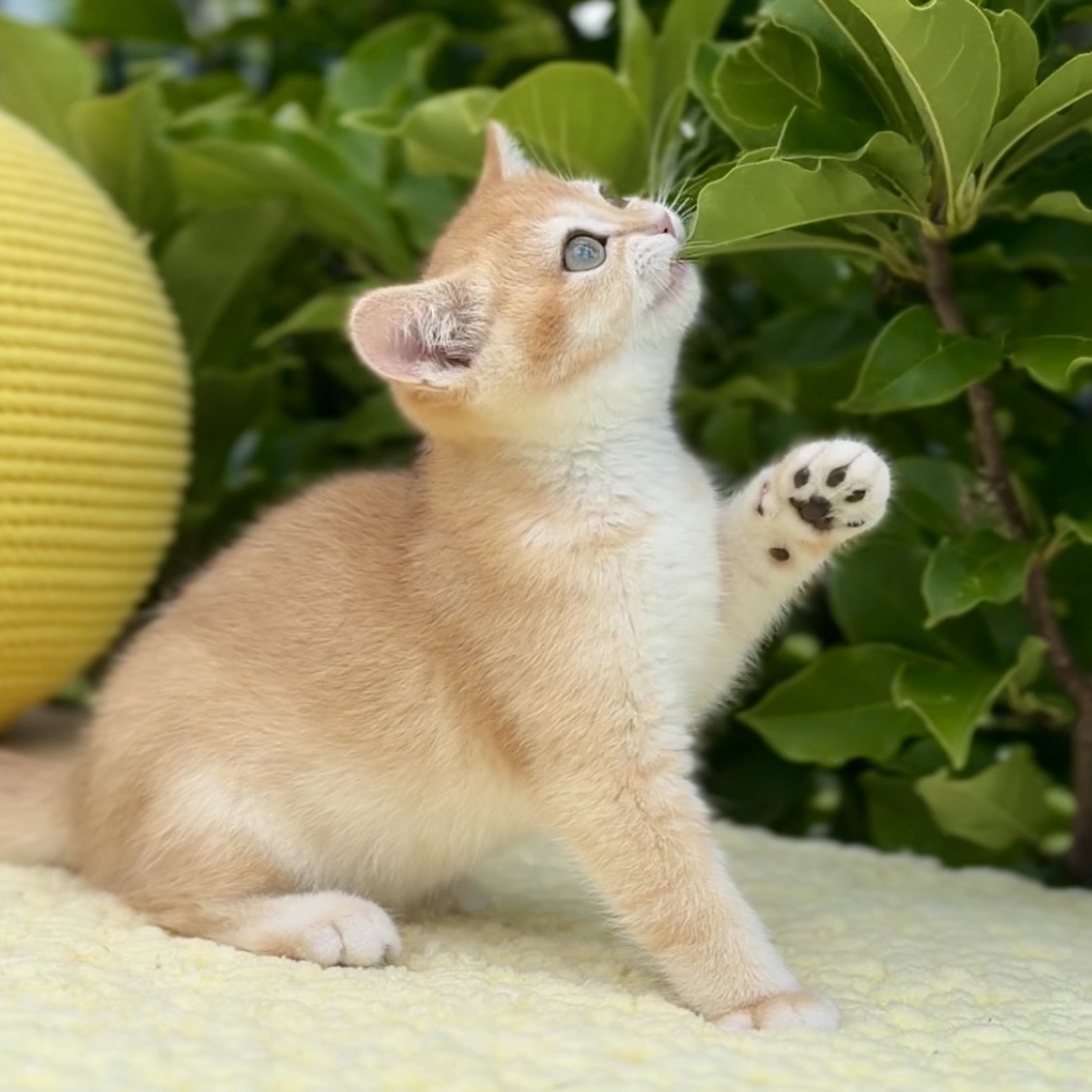 Vlastar Lux TRISHA - VLASTAR LUX CATTERY