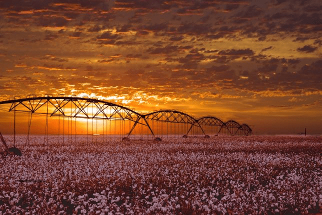 Cotton Settles and Straddles